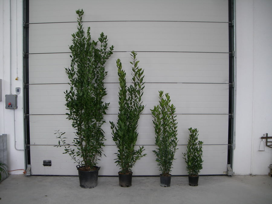 Alloro (Laurus Nobilis)