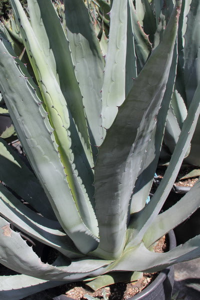 Agave Americana