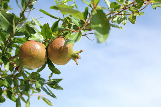 Melograno (Punica Granatum)
