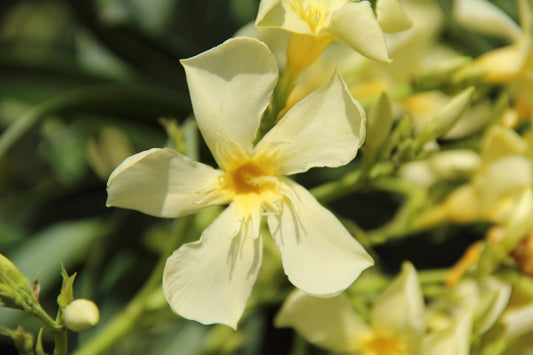 Oleandro (Nerium Oleander)