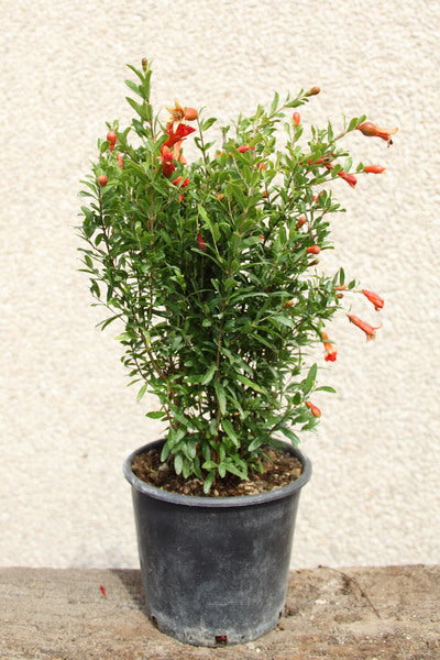 Melograno (Punica Granatum)