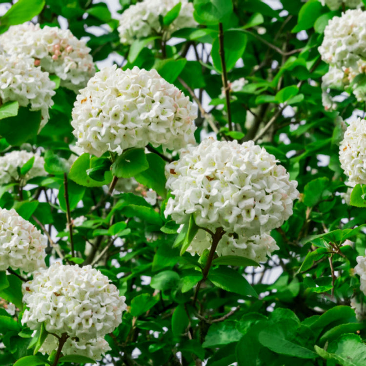 Viburnum