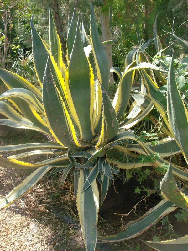 Agave