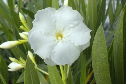 OLEANDRO Nerium Oleander