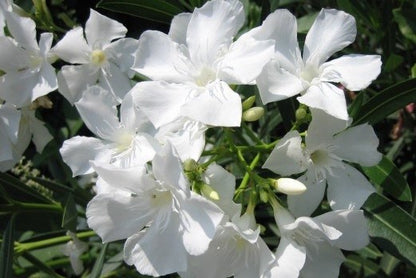 OLEANDRO Nerium Oleander