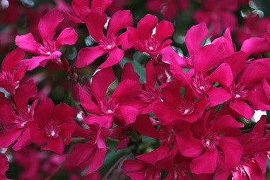 OLEANDRO Nerium Oleander
