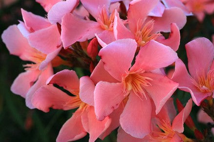 OLEANDRO Nerium Oleander