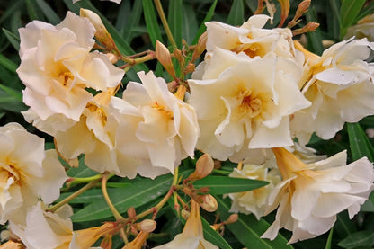 OLEANDRO Nerium Oleander