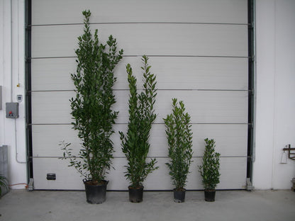 Alloro (Laurus Nobilis)