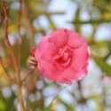 Oleandro (Nerium Oleander)