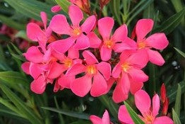 OLEANDRO Nerium Oleander