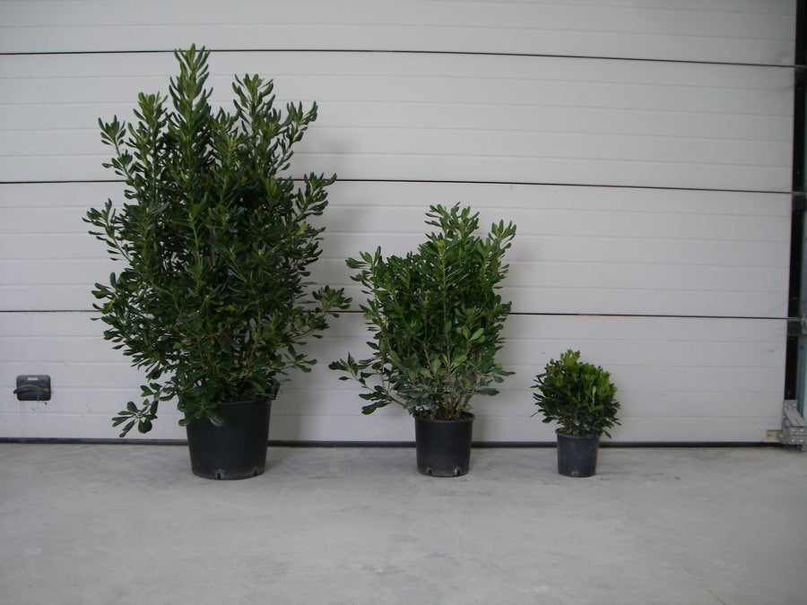 Pitosporo (Pitosporo Tobira)