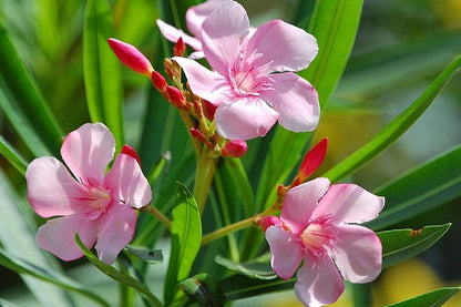 OLEANDRO Nerium Oleander