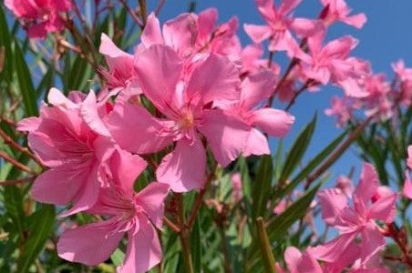 OLEANDRO Nerium Oleander