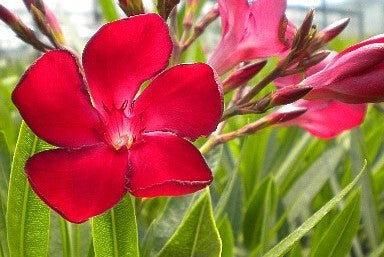 OLEANDRO Nerium Oleander