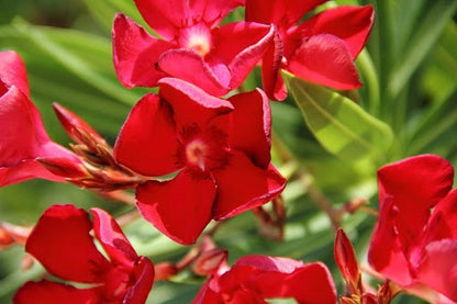 OLEANDRO Nerium Oleander