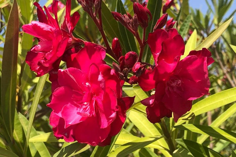 OLEANDRO Nerium Oleander
