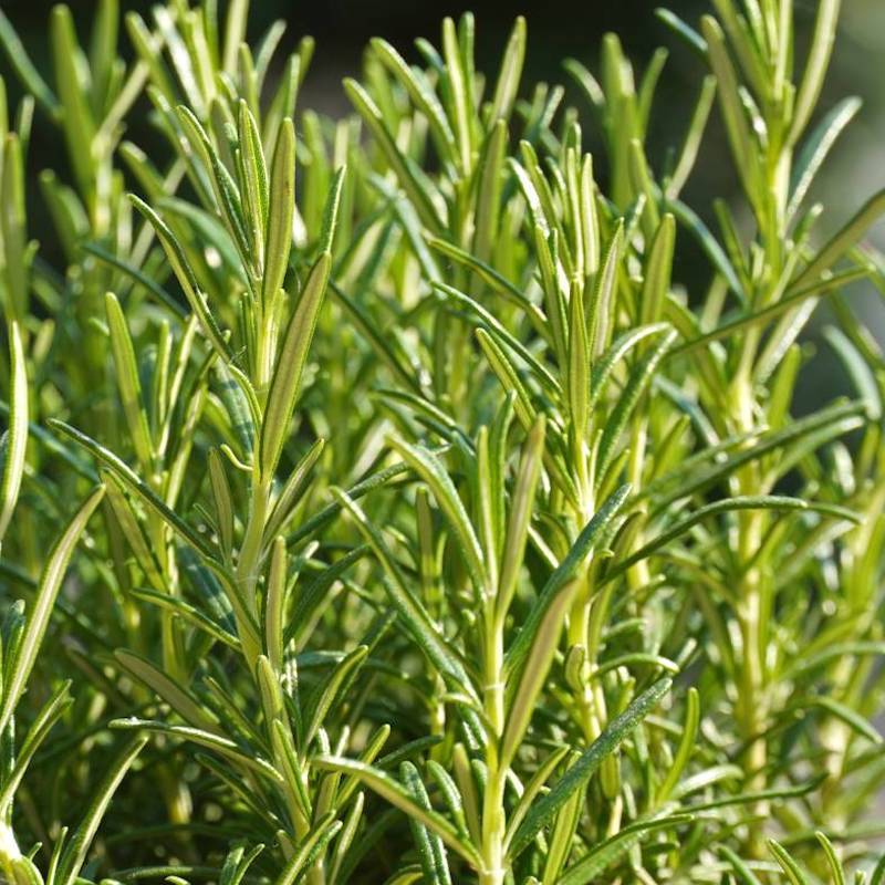 ROSMARINO OFFICINALIS - V.15