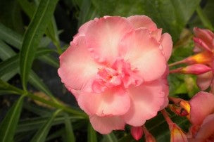OLEANDRO Nerium Oleander