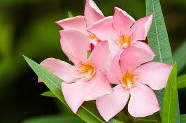 OLEANDRO Nerium Oleander