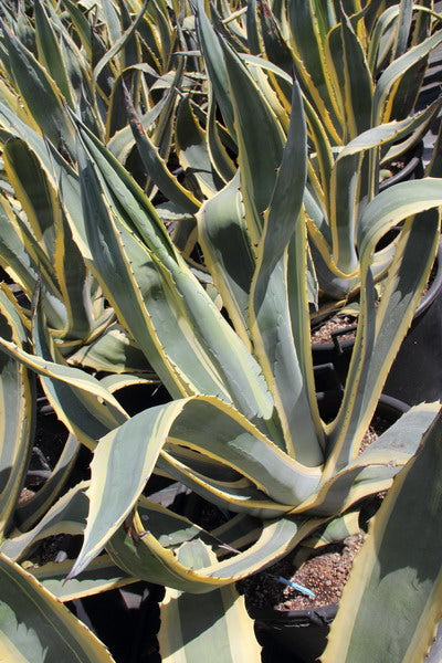 Agave Americana