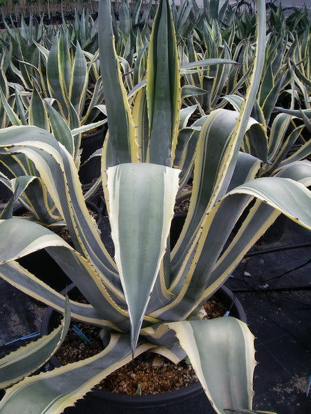 Agave Americana