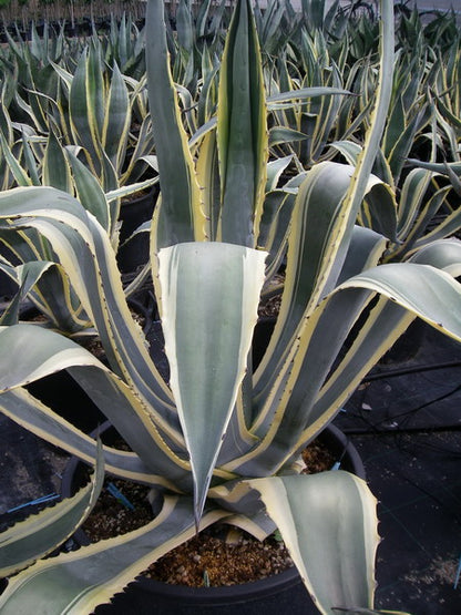 Agave Americana
