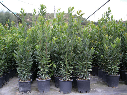 Alloro (Laurus Nobilis)