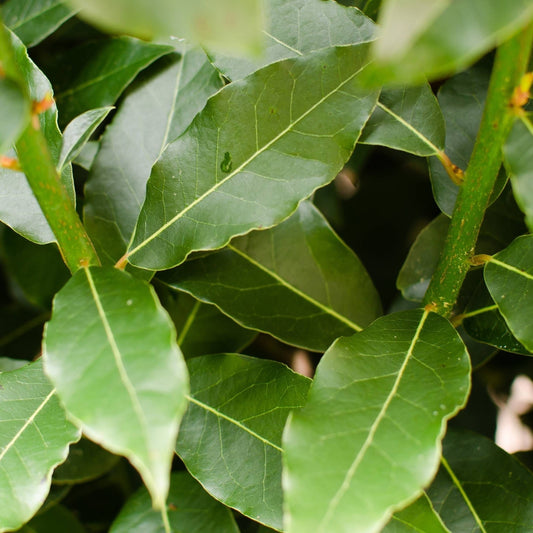 ALLORO DI GROTTAMMARE ® Laurus Nobilis