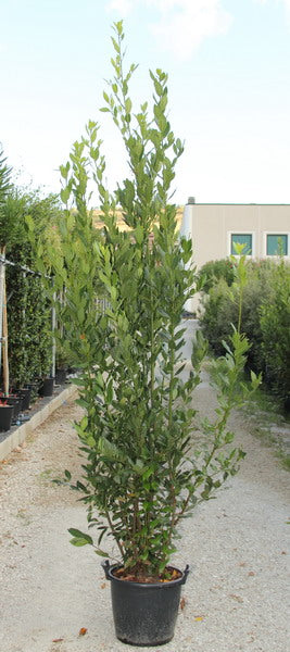 Alloro (Laurus Nobilis)