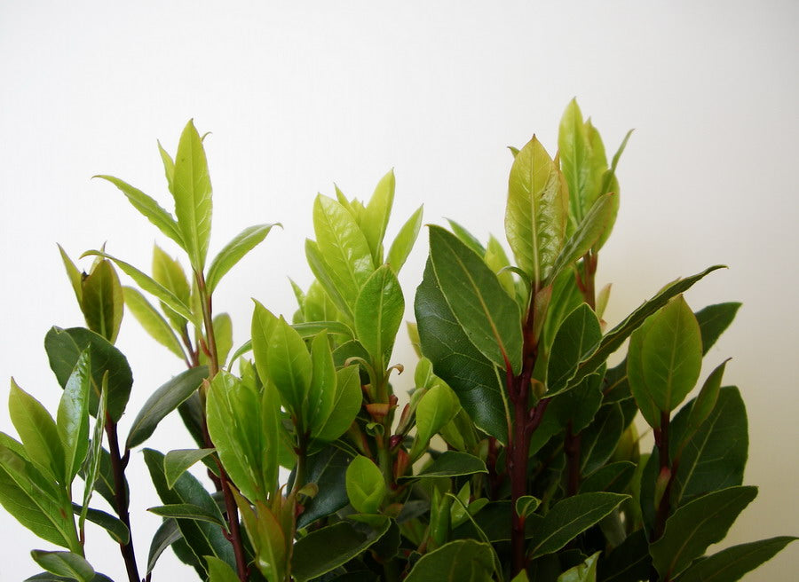 Alloro (Laurus Nobilis)