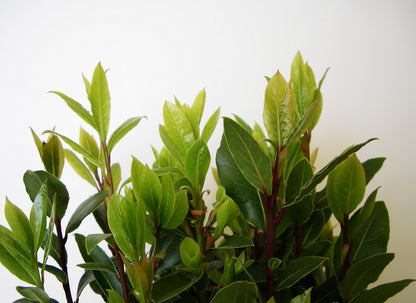 Alloro (Laurus Nobilis)