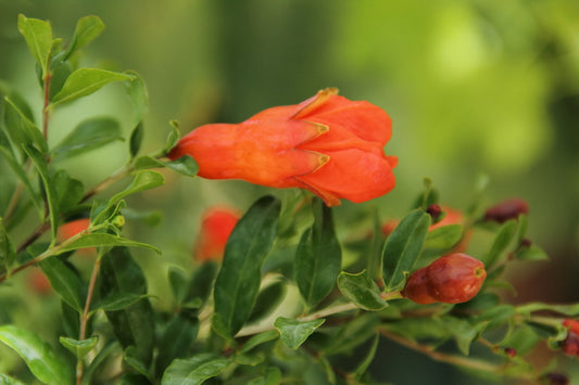 Melograno (Punica Granatum)