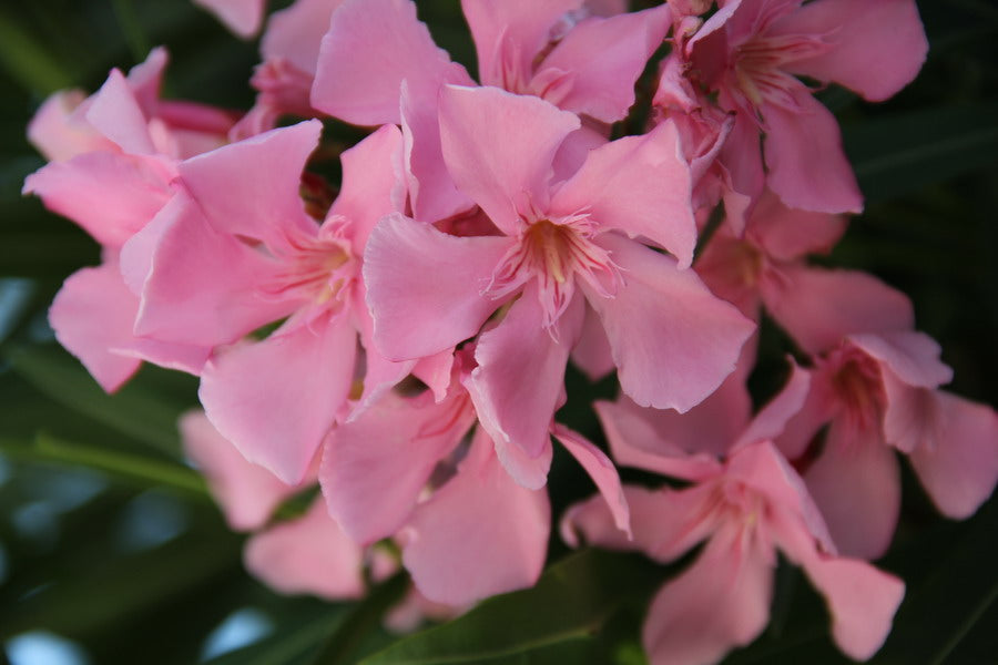 Oleandro (Nerium Oleander)