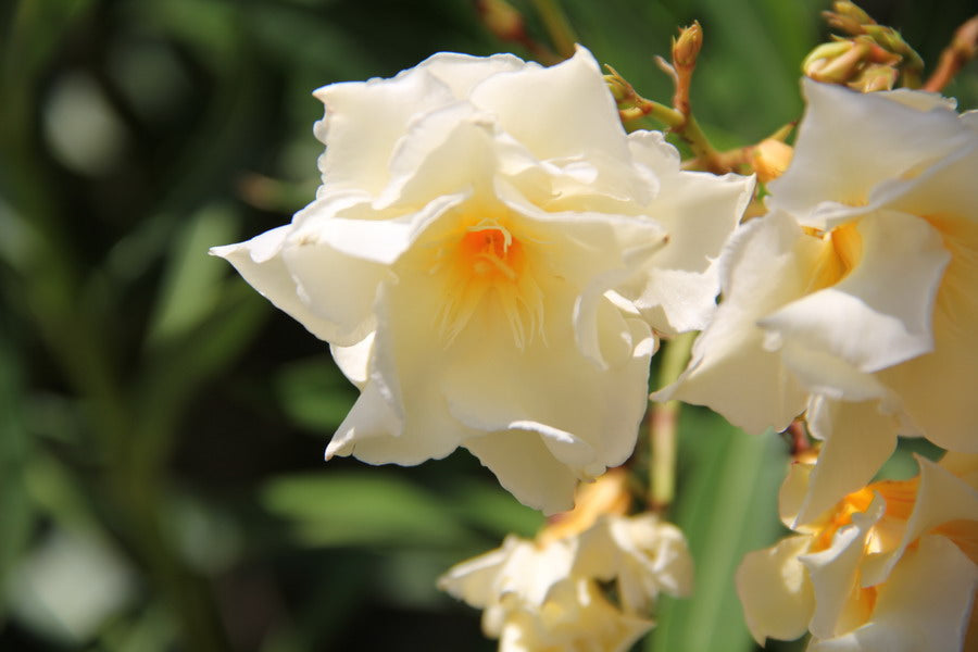 Oleandro (Nerium Oleander)