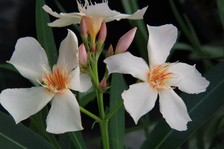 Oleandro (Nerium Oleander)