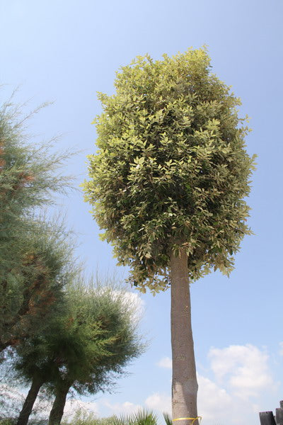 Leccio (Quercus Ilex)