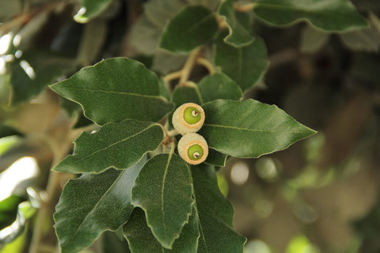 Leccio (Quercus Ilex)