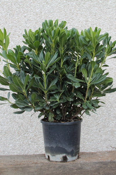 Pitosporo (Pitosporo Tobira)