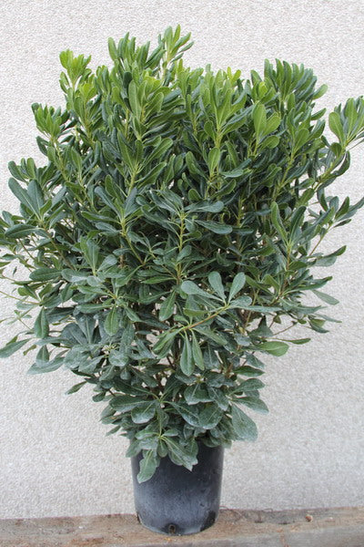 Pitosporo (Pitosporo Tobira)