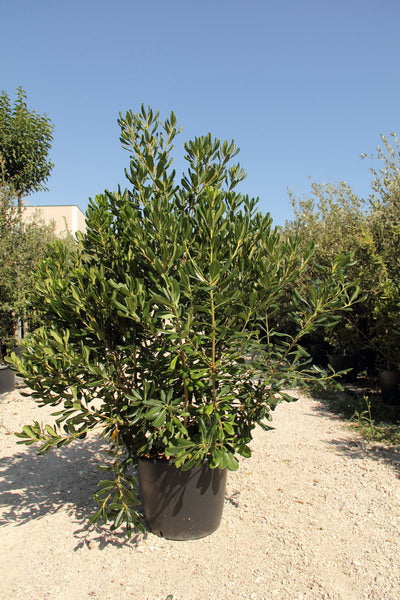 Pitosporo (Pitosporo Tobira)