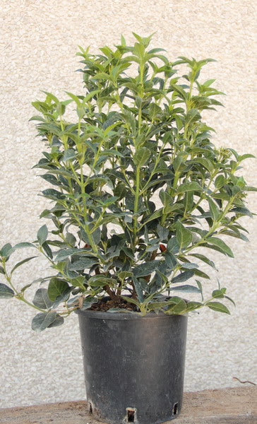 Viburnum